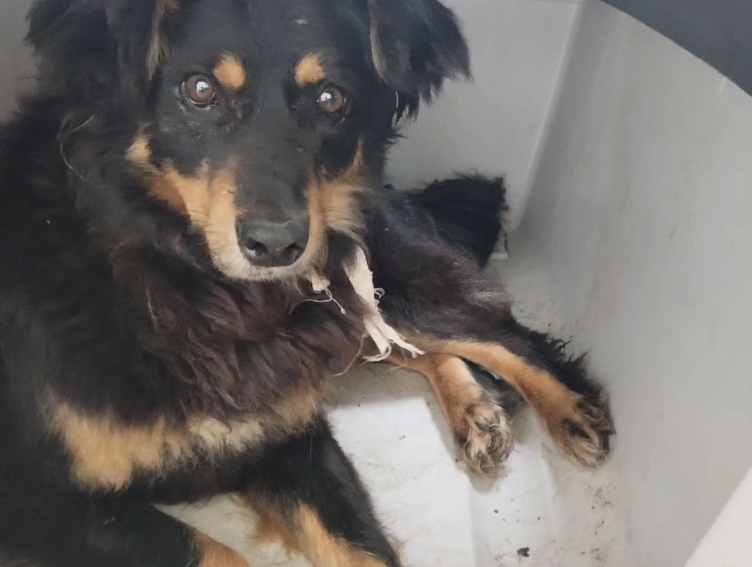 Новини Тернополя - фото з На Тернопільщину евакуювали тварин з Херсонщини. Небайдужих просять допомогти