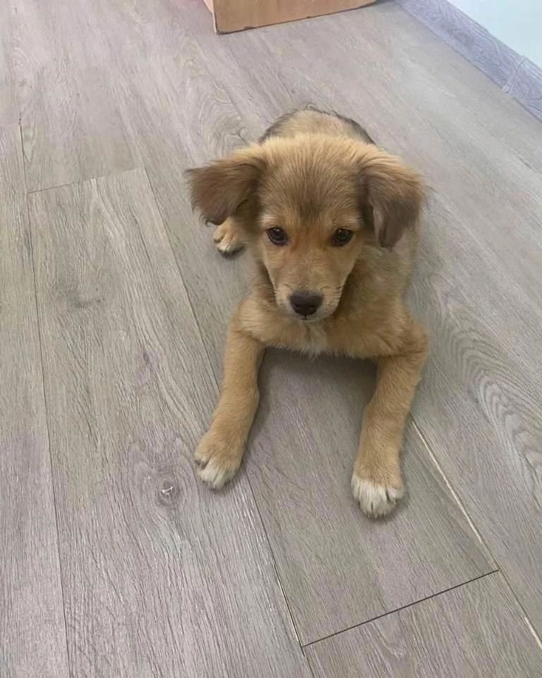 Новини Тернополя - фото з На Тернопільщину евакуювали тварин з Херсонщини. Небайдужих просять допомогти