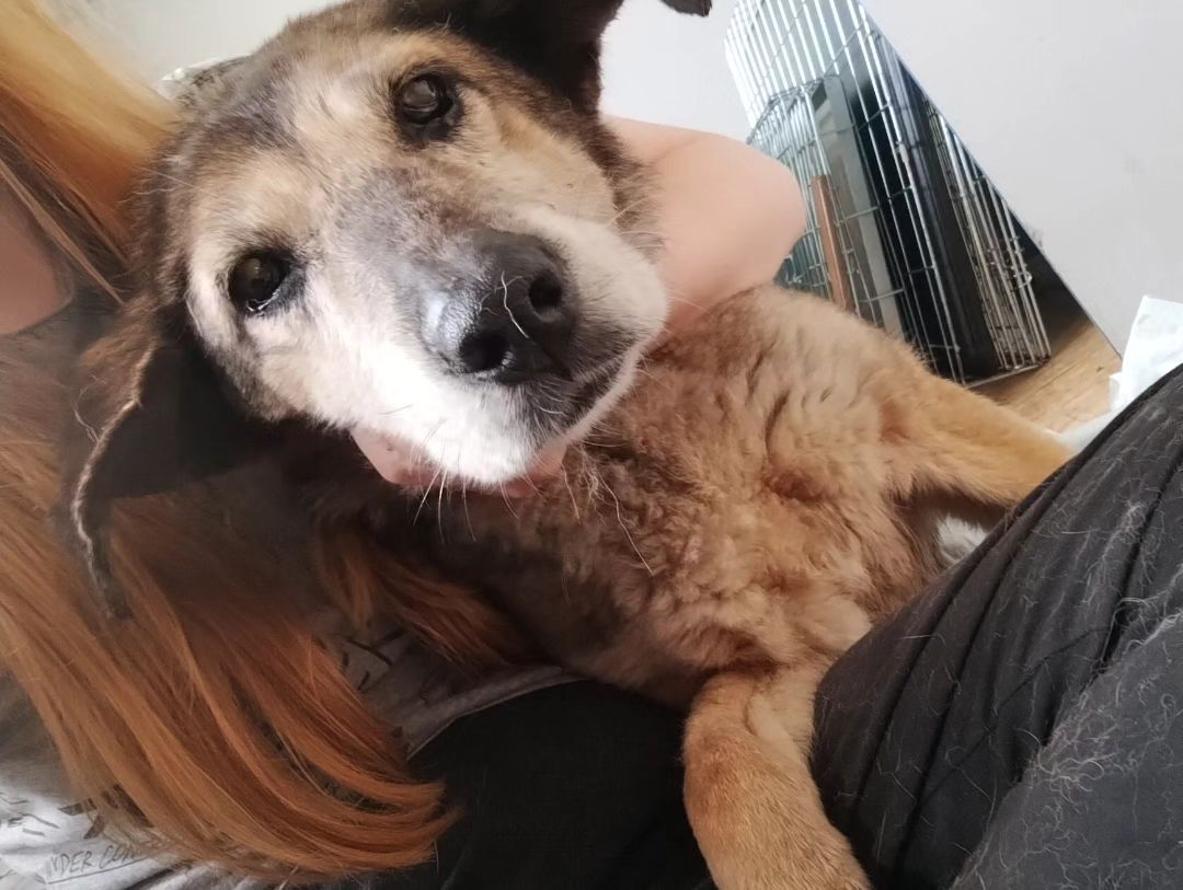 Новини Тернополя - фото з На Тернопільщину евакуювали тварин з Херсонщини. Небайдужих просять допомогти