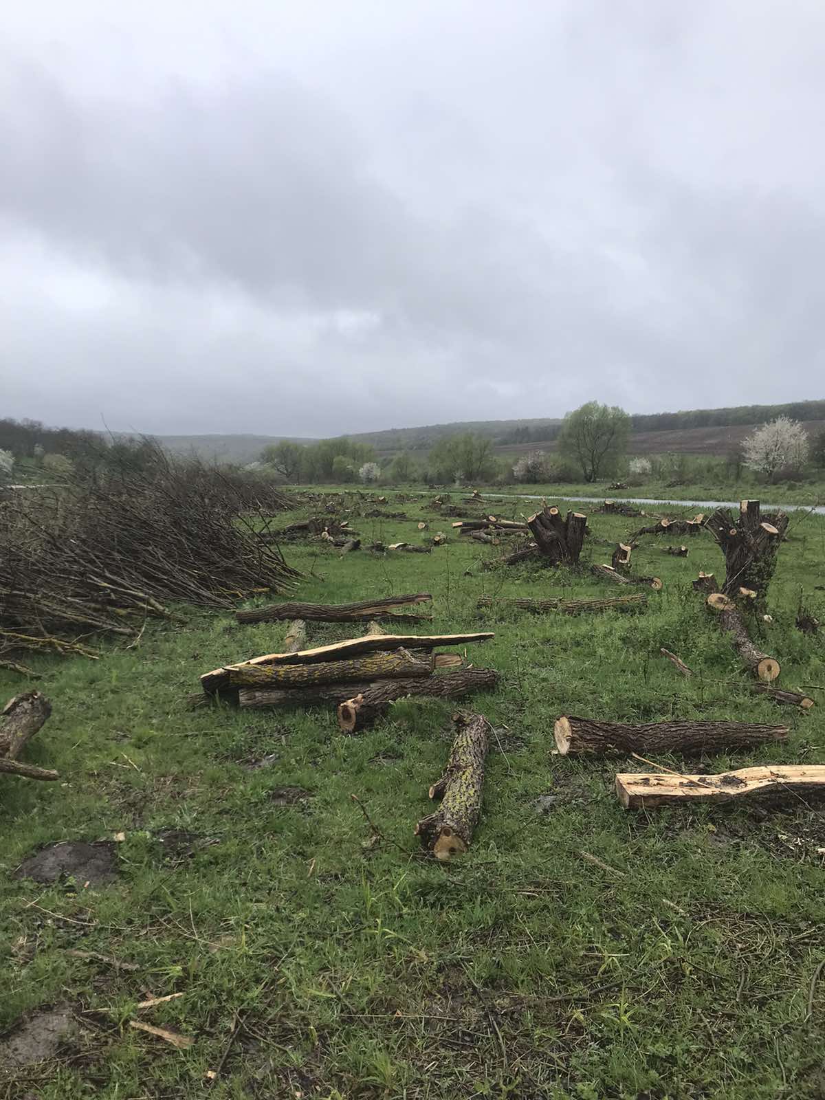 Новини Хмельницького - фото з У “Подільських Товтрах” вирубали дерев на 70 мільйонів, — ДБР Возможно, это изображение трава, туман и дерево