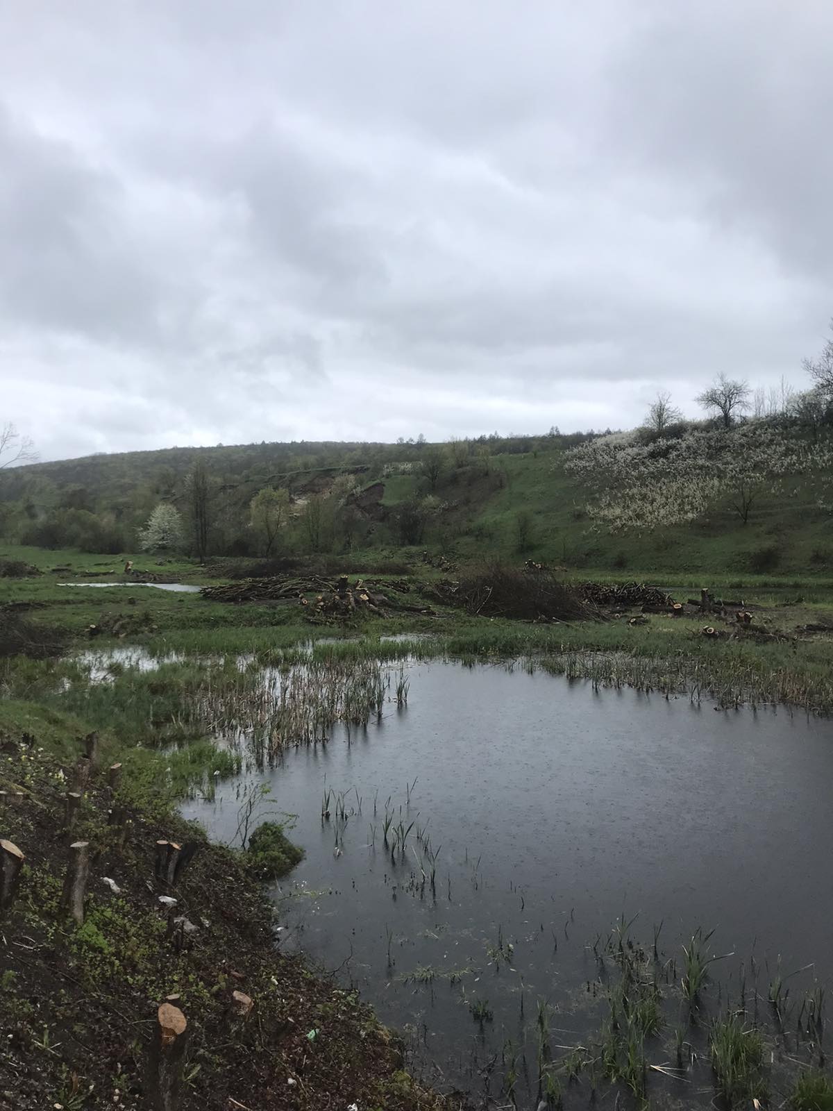 Новини Хмельницького - фото з У “Подільських Товтрах” вирубали дерев на 70 мільйонів, — ДБР Возможно, это изображение трава