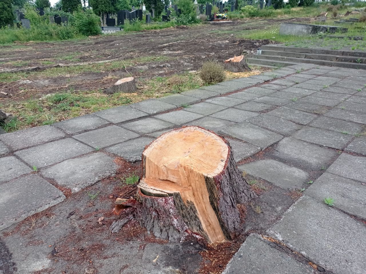Новини Тернополя - фото з Демонтували плити та зрізали дерева: подробиці ексгумації останків радянських солдат у Тернополі