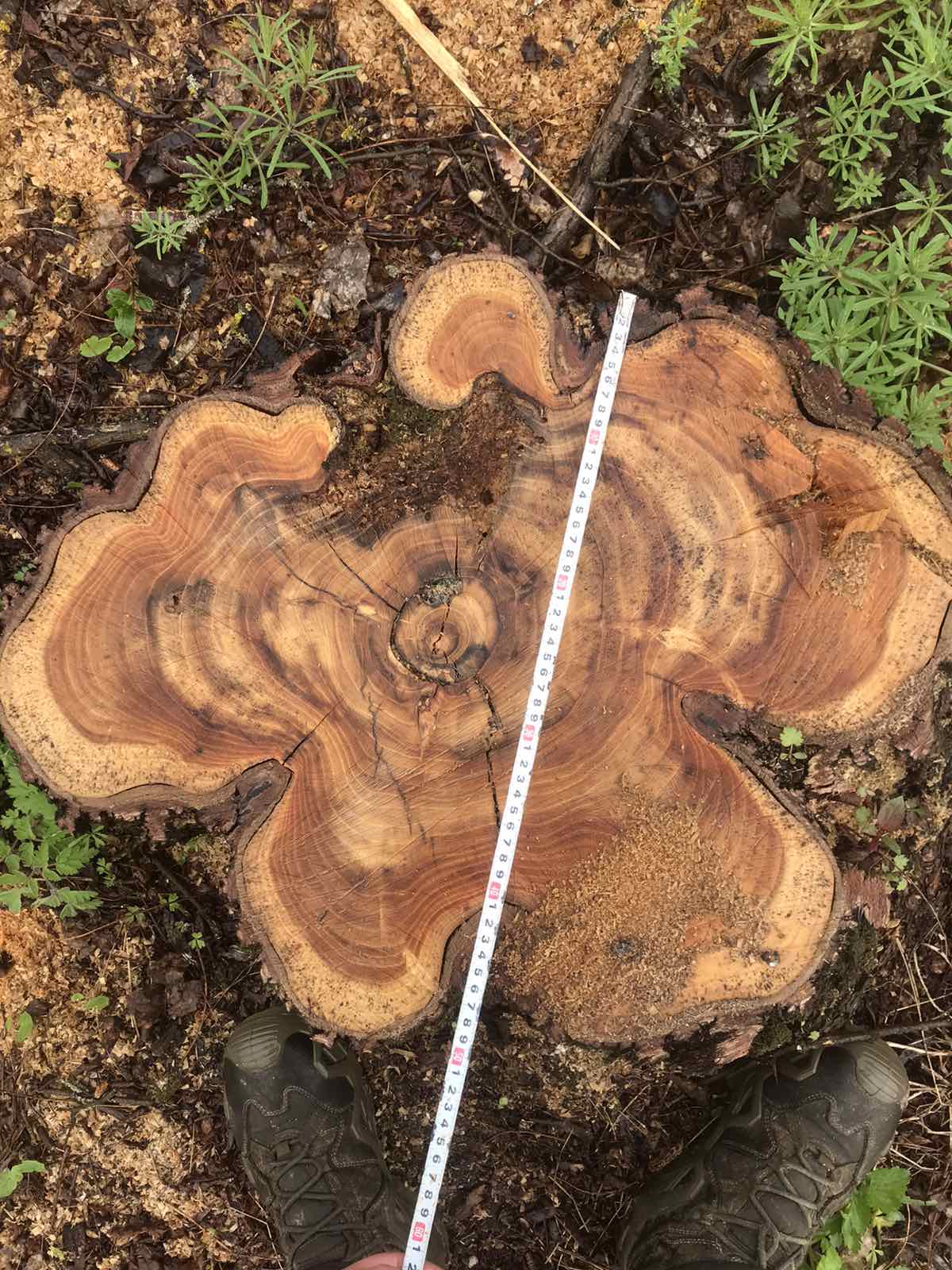 Новини Хмельницького - фото з У “Подільських Товтрах” вирубали дерев на 70 мільйонів, — ДБР Возможно, это изображение дерево