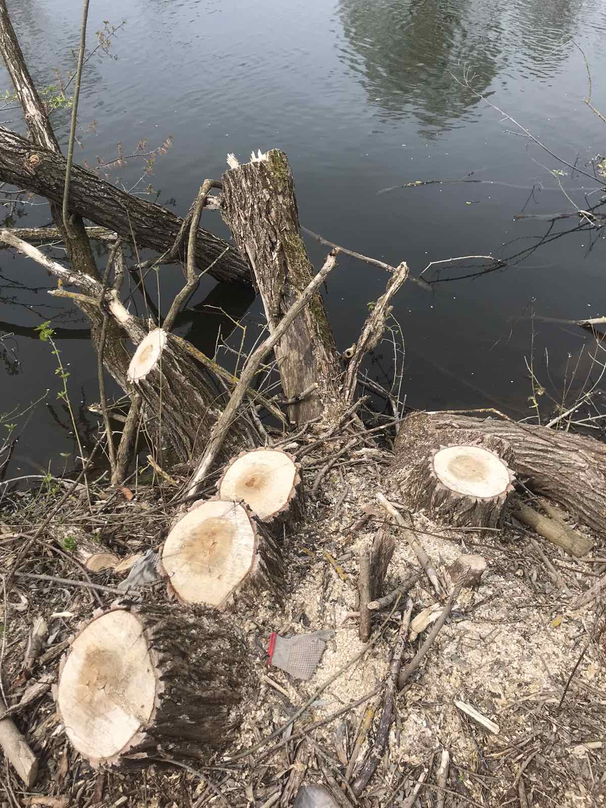 Новини Хмельницького - фото з У “Подільських Товтрах” вирубали дерев на 70 мільйонів, — ДБР Возможно, это изображение дерево