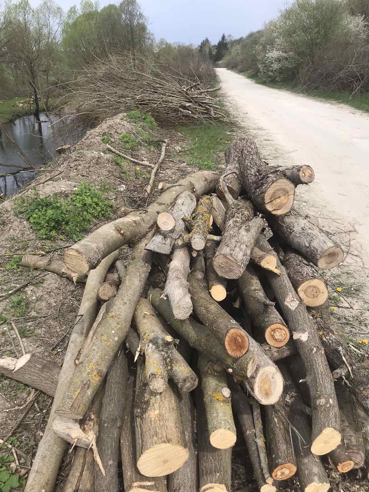 Новини Хмельницького - фото з У “Подільських Товтрах” вирубали дерев на 70 мільйонів, — ДБР Возможно, это изображение дерево