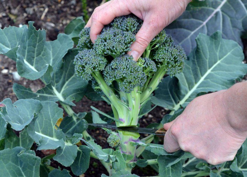 Новини Тернополя - фото з Пропонують по 1000 євро на місяць. Які сезонні роботи доступні на Тернопільщині та за кордоном