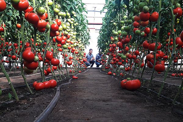 Новини Тернополя - фото з Пропонують по 1000 євро на місяць. Які сезонні роботи доступні на Тернопільщині та за кордоном