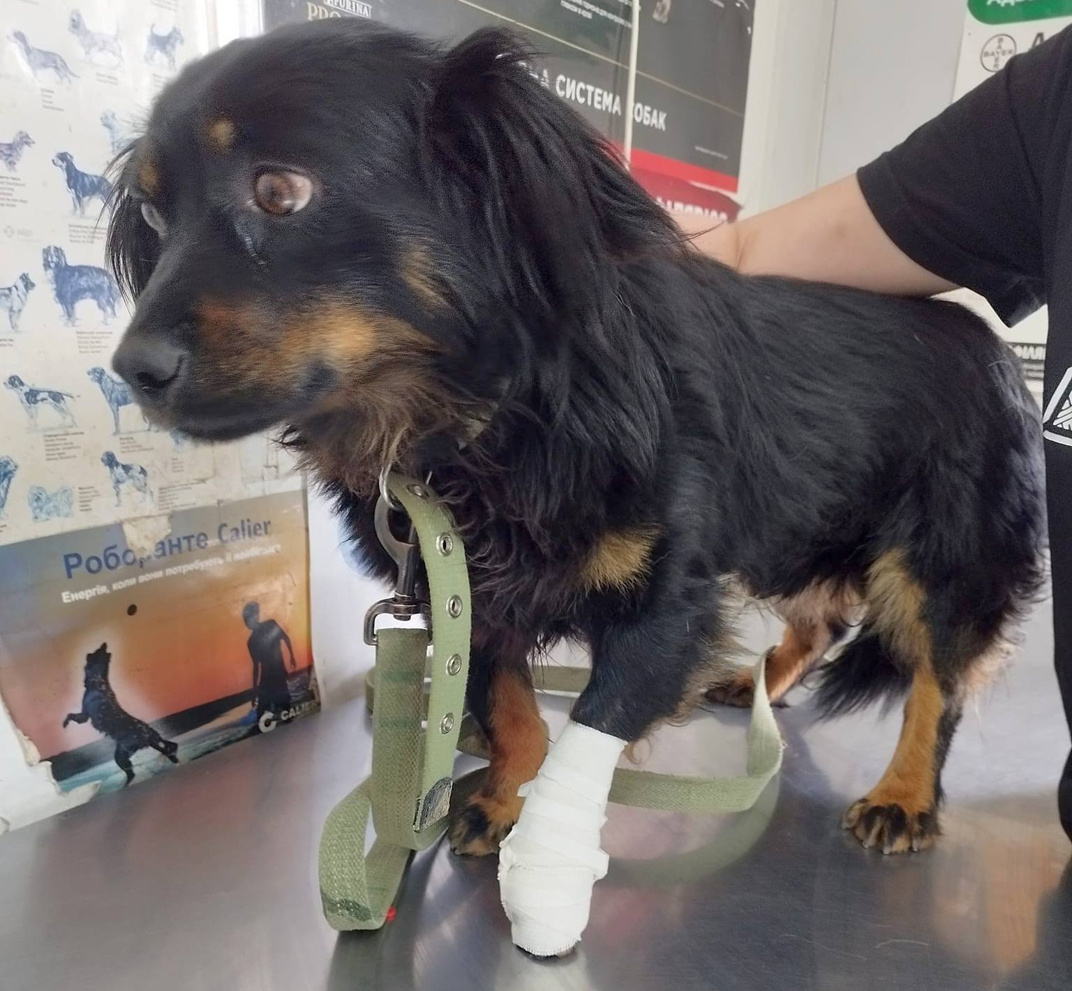 Новини Хмельницького - фото з Згвалтовану собаку оглянув ветеринар. Що виявили?