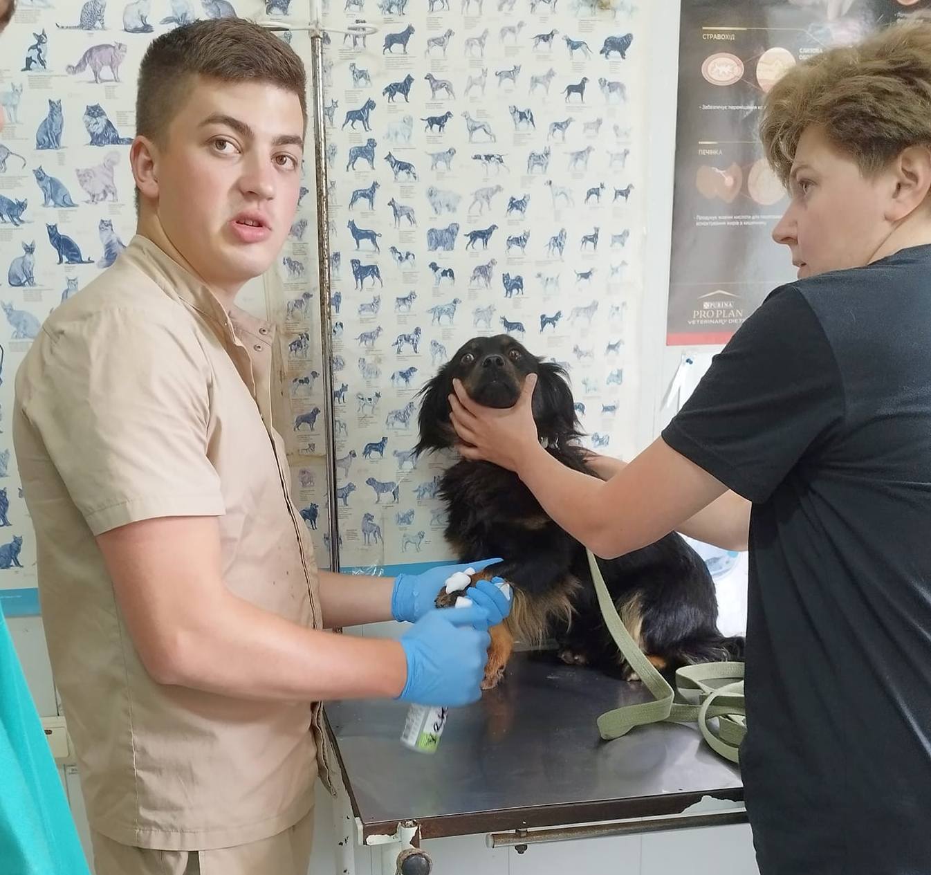 Новини Хмельницького - фото з Згвалтовану собаку оглянув ветеринар. Що виявили?