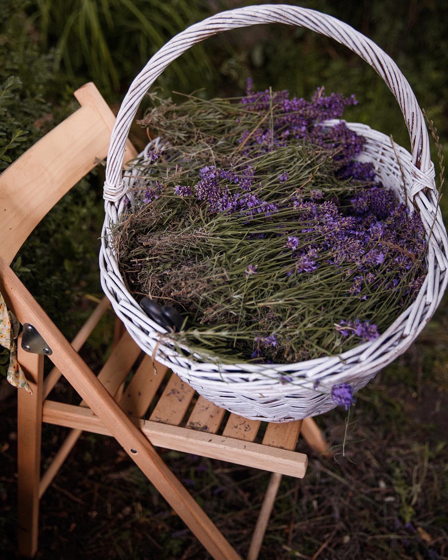 Новини Тернополя - фото з За емоціями — до квітів: де на Тернопільщині зробити атмосферні фотосесії і відпочити