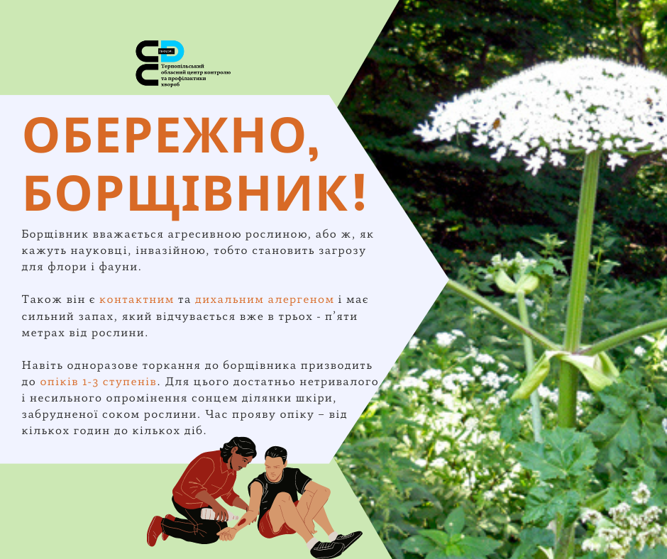 Новини Тернополя - фото з Не торкайтесь листя голими руками: чим небезпечний борщівник і як рятуватись від опіків