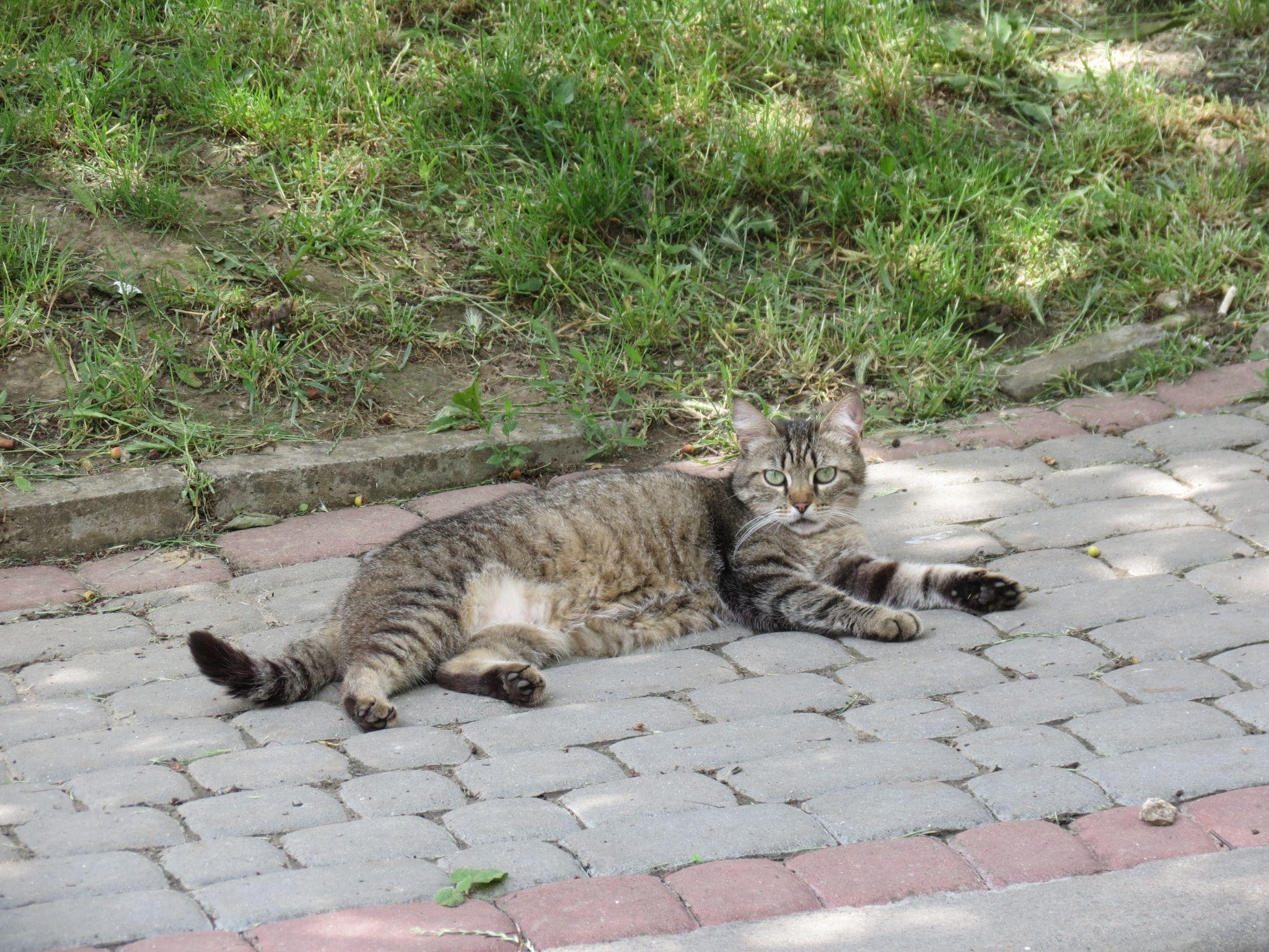 Новини Тернополя - фото з Для котів не місце у підвалах – каже влада. Але де їм тоді жити і що робити мешканцям?