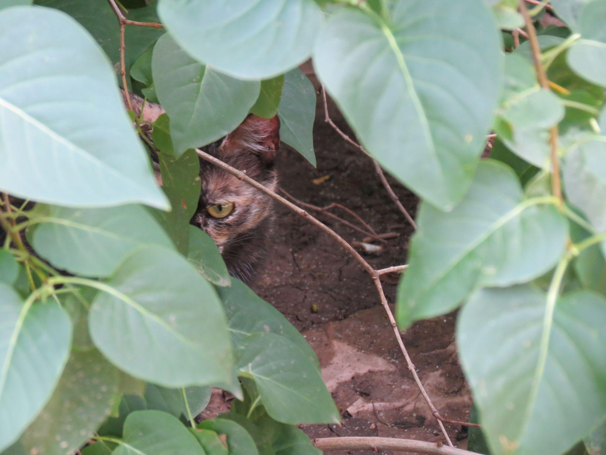 Новини Тернополя - фото з Для котів не місце у підвалах – каже влада. Але де їм тоді жити і що робити мешканцям?
