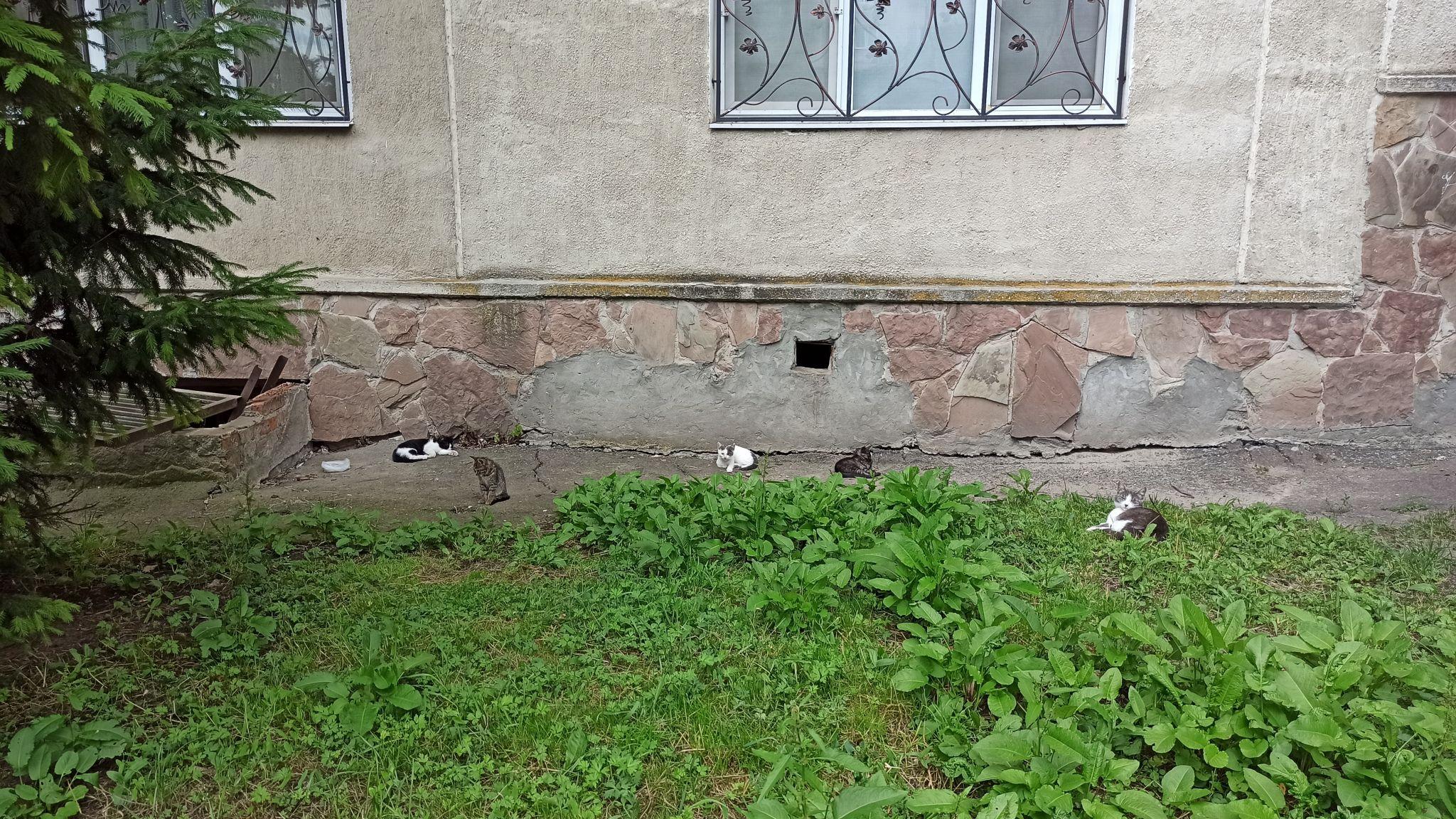 Новини Тернополя - фото з Для котів не місце у підвалах – каже влада. Але де їм тоді жити і що робити мешканцям?