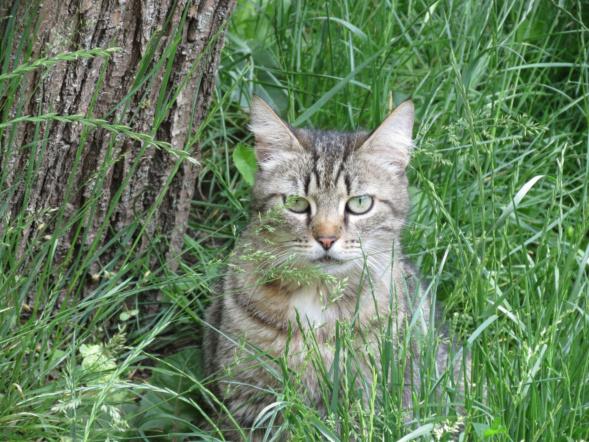 Новини Тернополя - фото з Для котів не місце у підвалах – каже влада. Але де їм тоді жити і що робити мешканцям?
