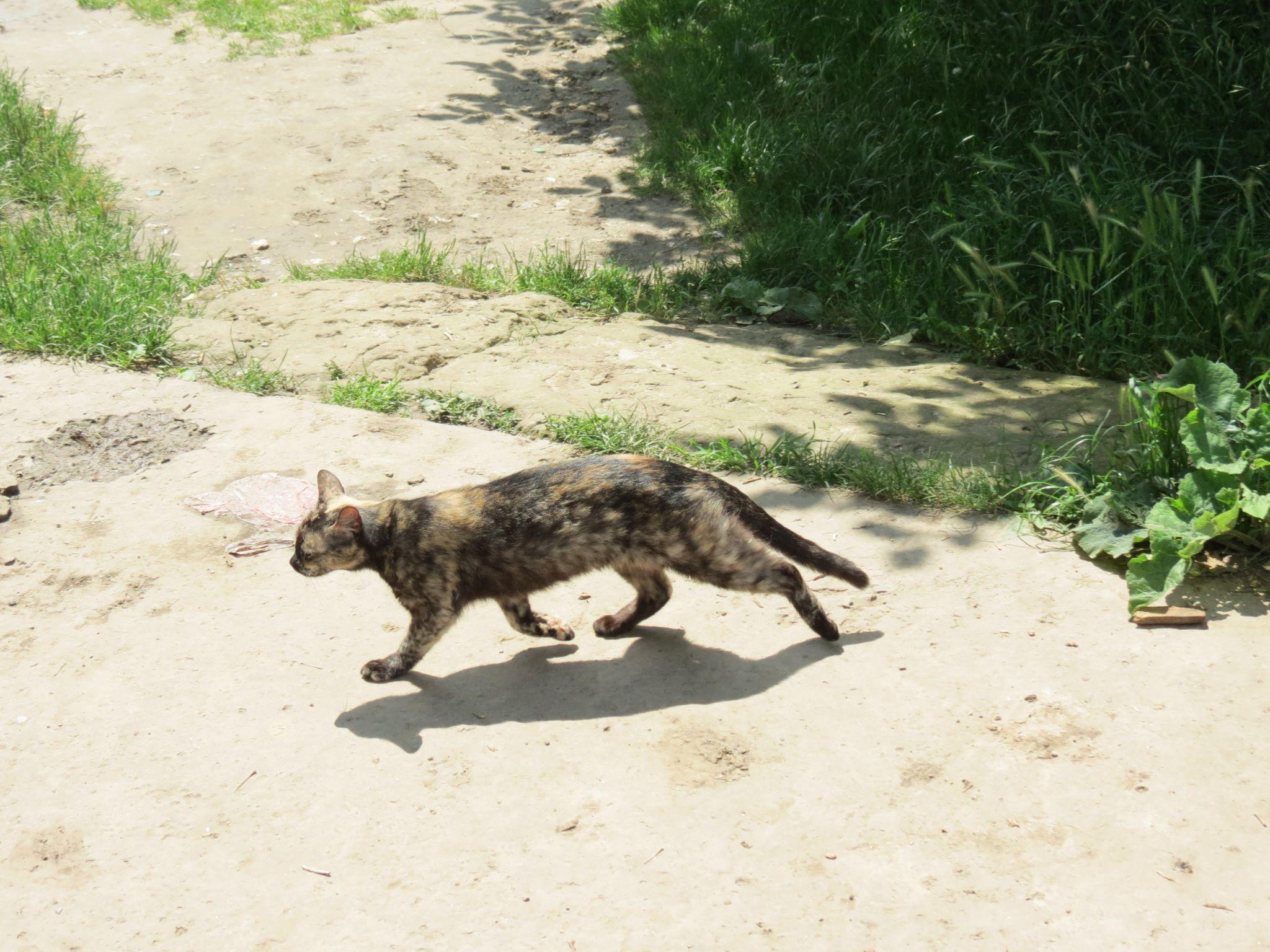 Новини Тернополя - фото з Для котів не місце у підвалах – каже влада. Але де їм тоді жити і що робити мешканцям?