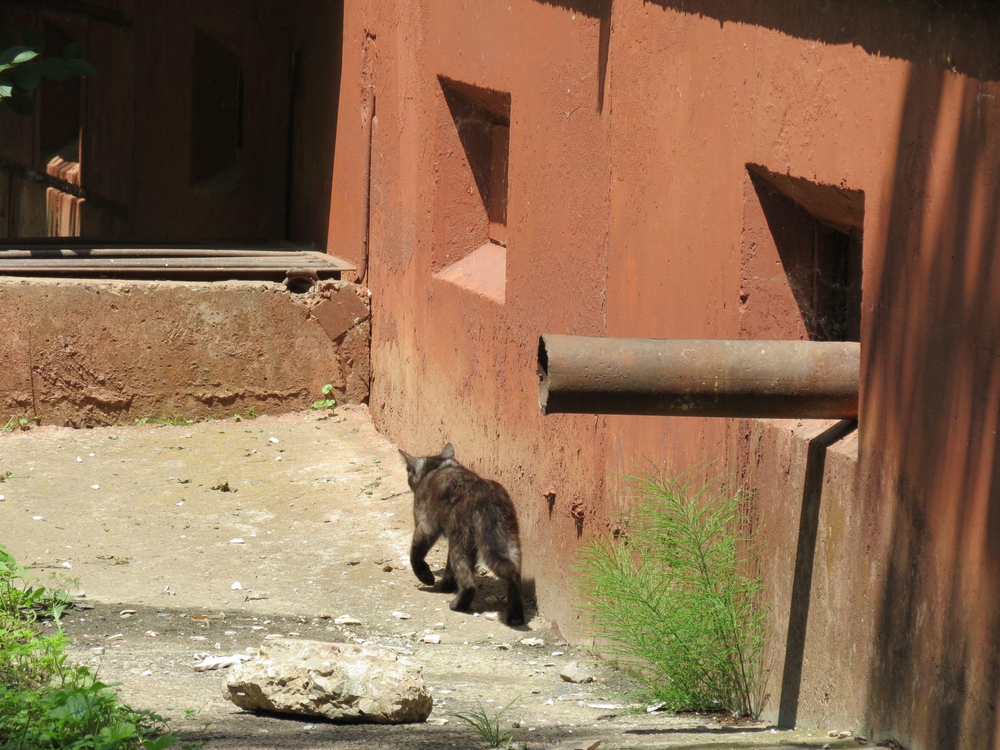 Новини Тернополя - фото з Для котів не місце у підвалах – каже влада. Але де їм тоді жити і що робити мешканцям?