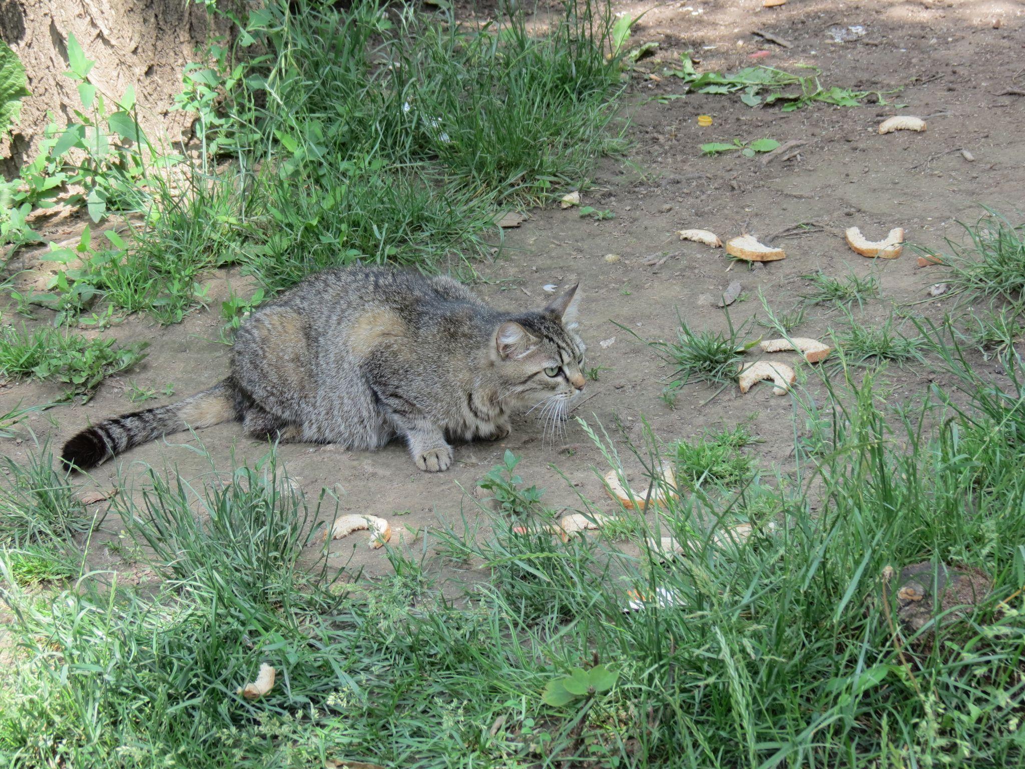 Новини Тернополя - фото з Для котів не місце у підвалах – каже влада. Але де їм тоді жити і що робити мешканцям?