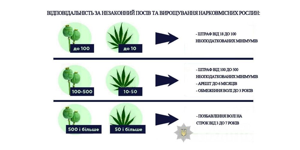 Новини Тернополя - фото з Вирощував коноплю… у горщиках для квітів: правоохоронці виявили порушника на Чортківщині