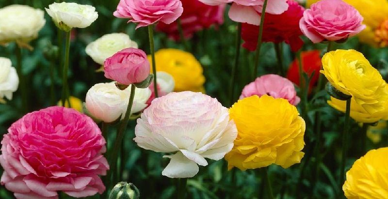 Новини Тернополя - фото з Сьогодні, 26 червня: все про цей день і хто святкує іменини