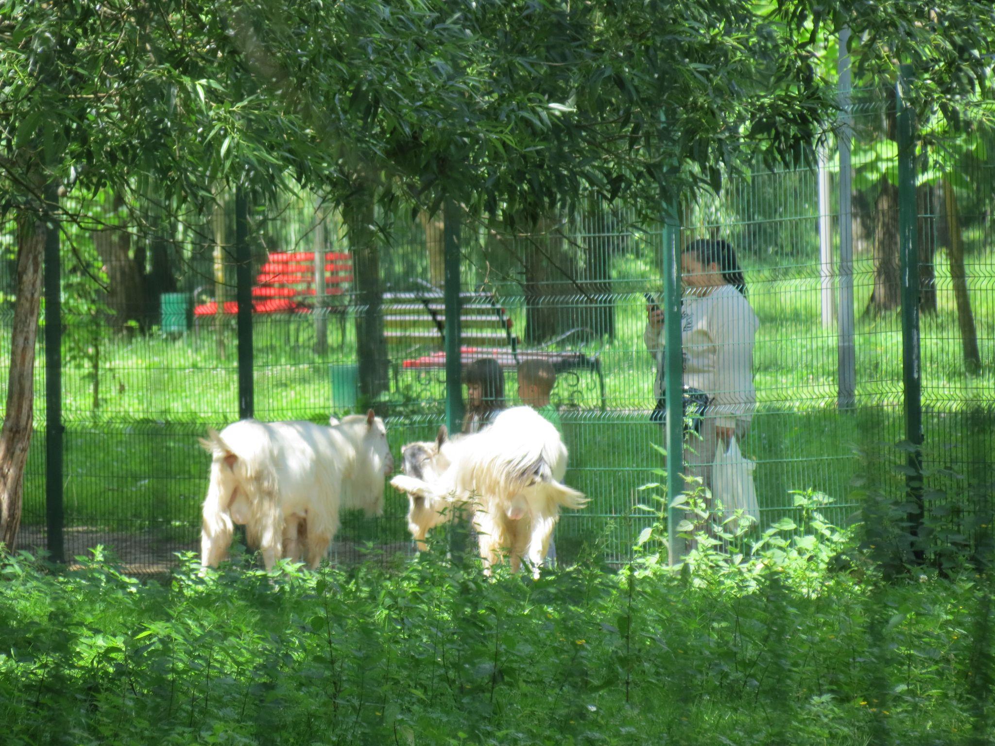 Новини Тернополя - фото з Дізнались долю тварин із зоокутка в «Сопільче»: хто купив їх та за скільки?