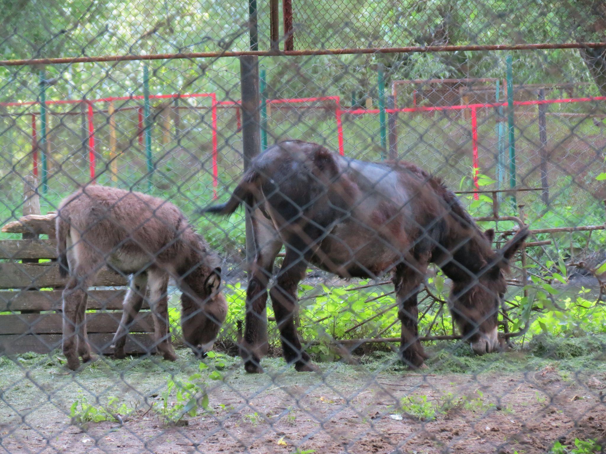 Новини Тернополя - фото з Дізнались долю тварин із зоокутка в «Сопільче»: хто купив їх та за скільки?