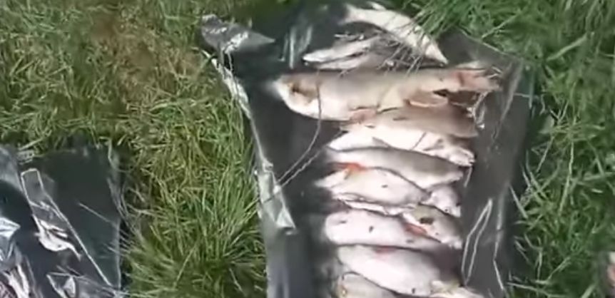 Новини Вінниці - фото з «Річка була біла, пливла щука і навіть марена». Хто винен у масовій загибелі риби у Мурафі?