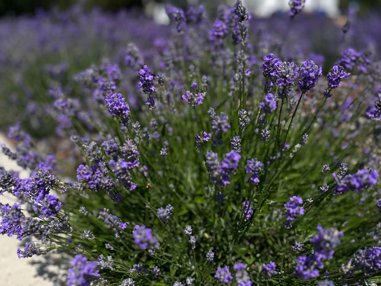 Новини Тернополя - фото з Лавандовий рай: у Тернополі розквітла клумба ароматних квітів