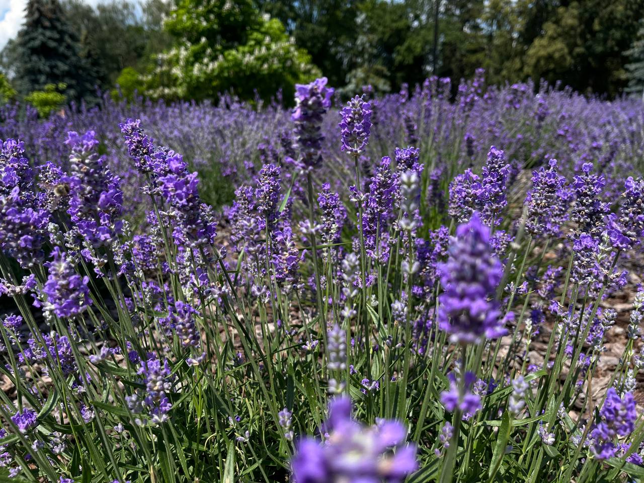 Новини Тернополя - фото з Лавандовий рай: у Тернополі розквітла клумба ароматних квітів