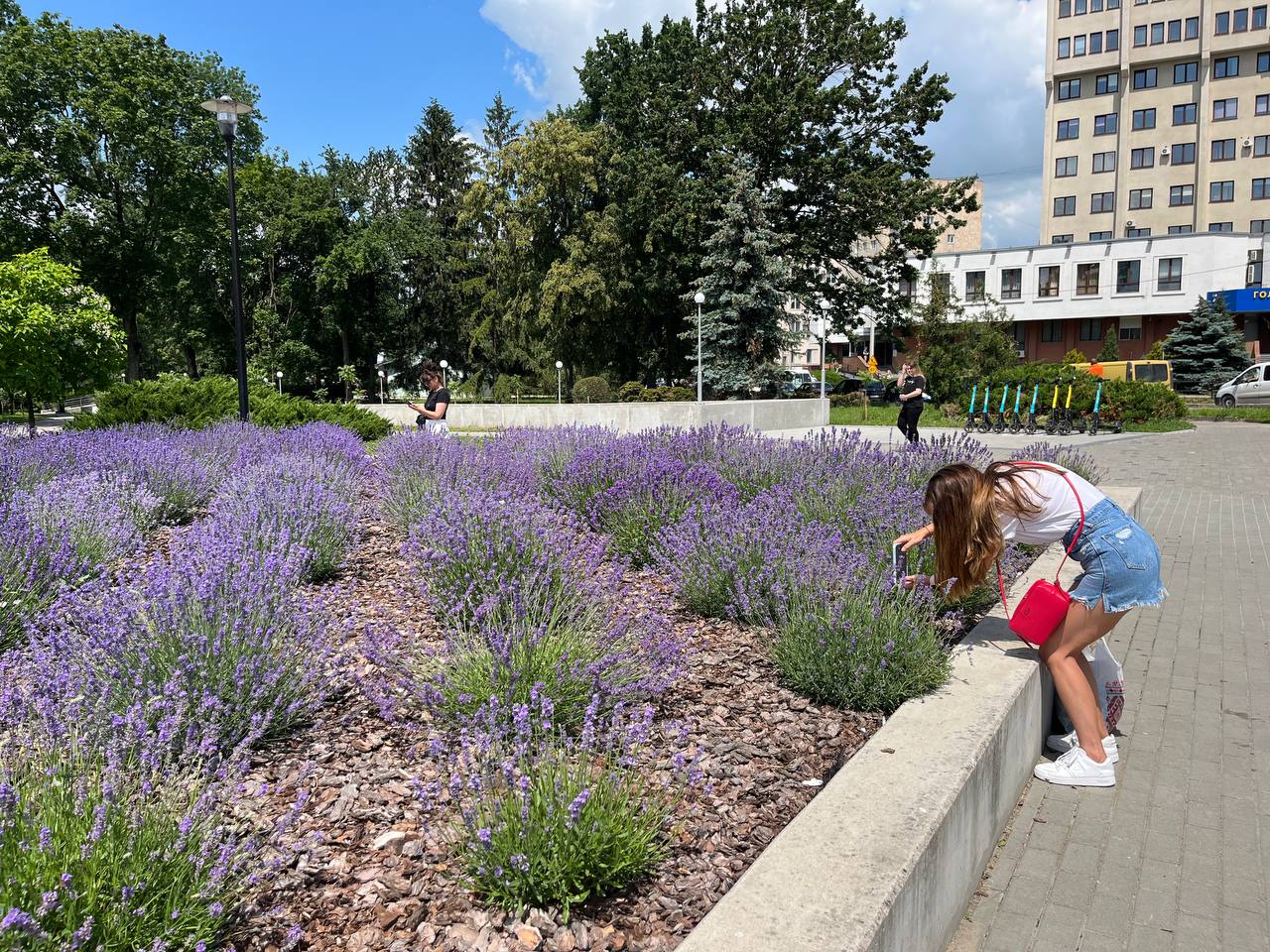 Новини Тернополя - фото з Лавандовий рай: у Тернополі розквітла клумба ароматних квітів