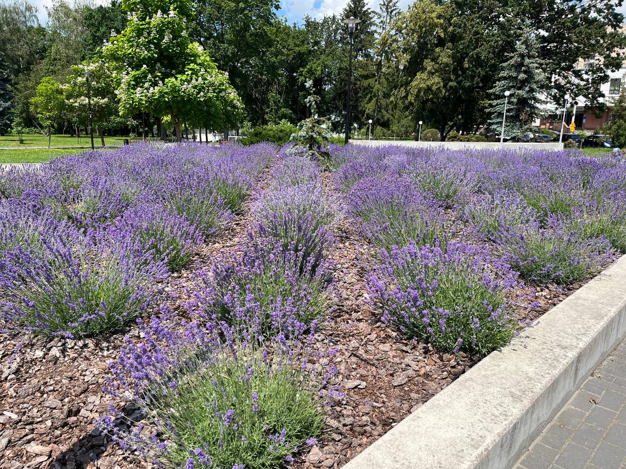Новини Тернополя - фото з Лавандовий рай: у Тернополі розквітла клумба ароматних квітів