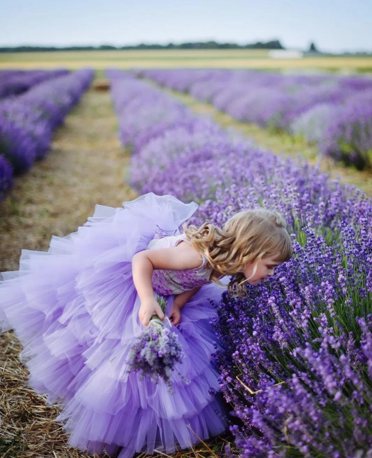 Новини Вінниці - фото з Замість городу — лавандові поля. Як вінничани на присадибних ділянках організували запашні фотозони