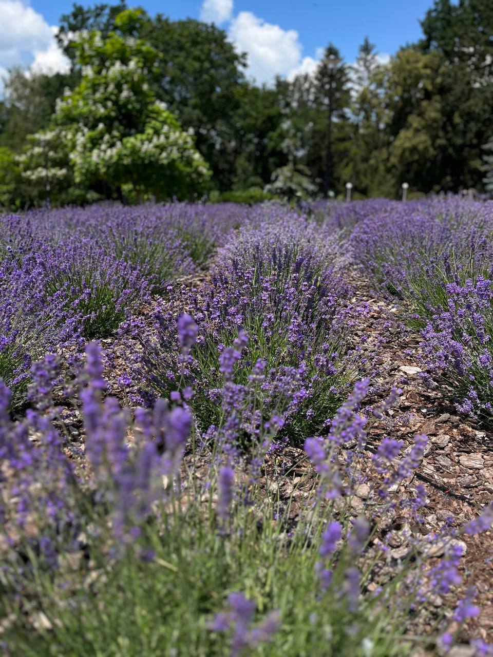 Новини Тернополя - фото з Лавандовий рай: у Тернополі розквітла клумба ароматних квітів