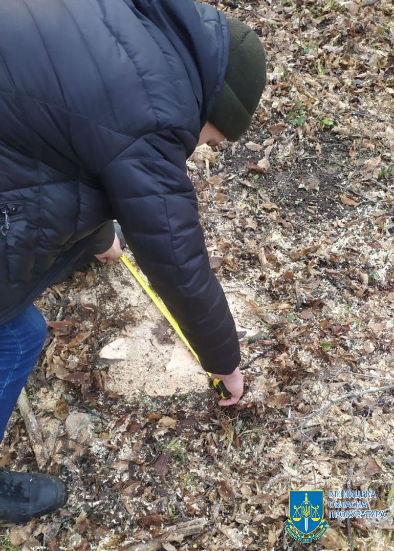 Новини Вінниці - фото з Вирубали дерев на мільйон гривень. На Вінниччині судитимуть злочинну групу