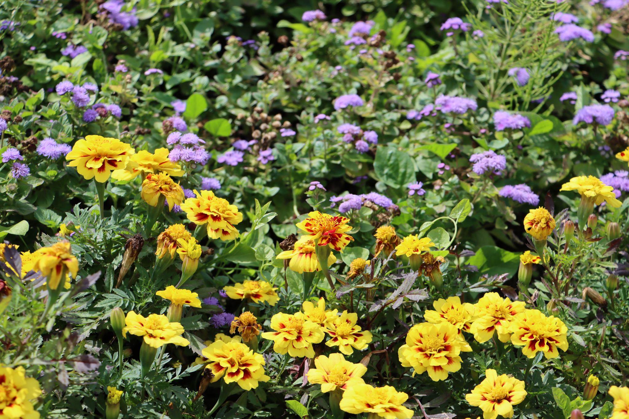 Новини Тернополя - фото з «Європейські» стяги квітнуть на Коновальця: фото дня