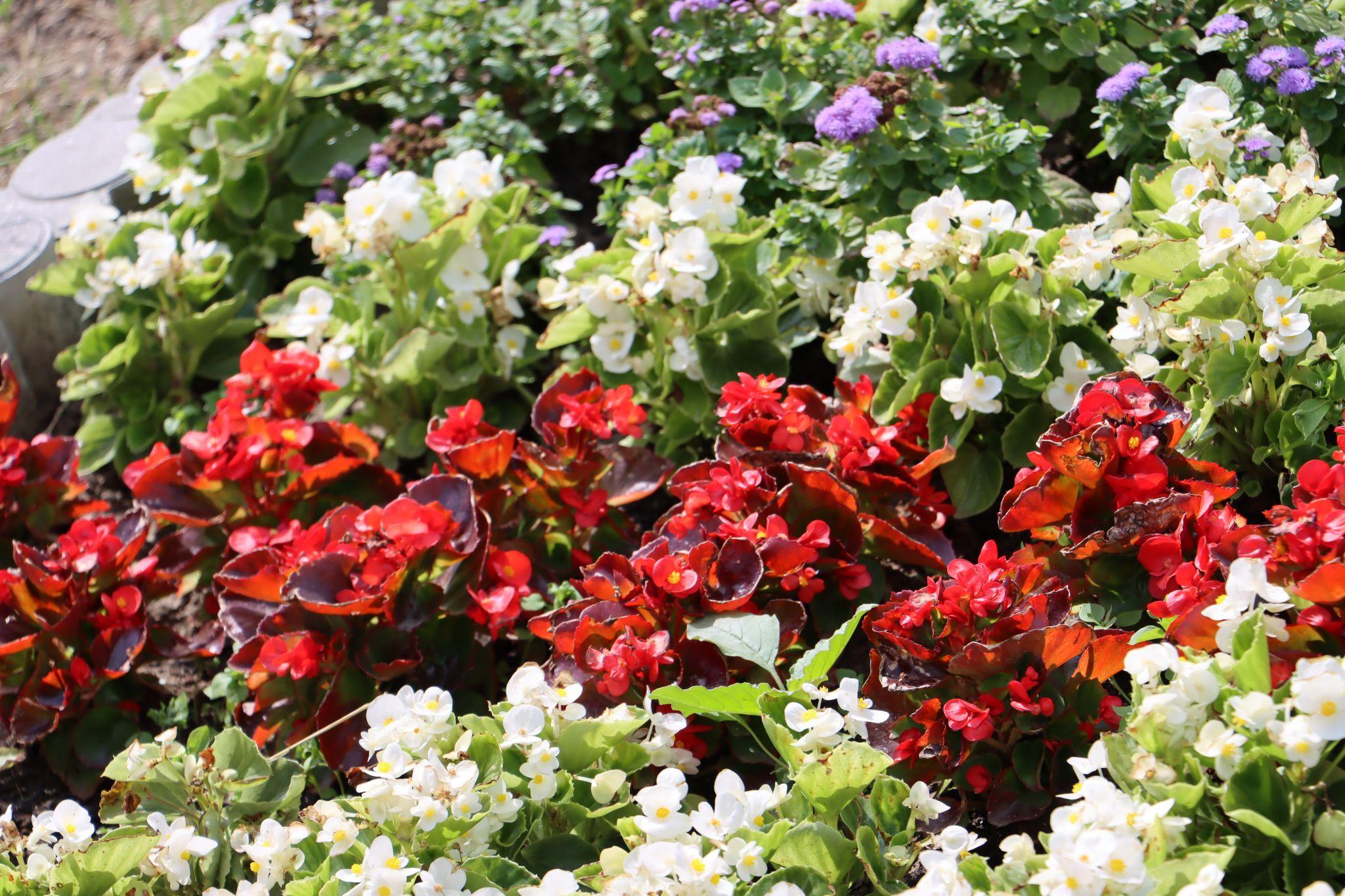 Новини Тернополя - фото з «Європейські» стяги квітнуть на Коновальця: фото дня