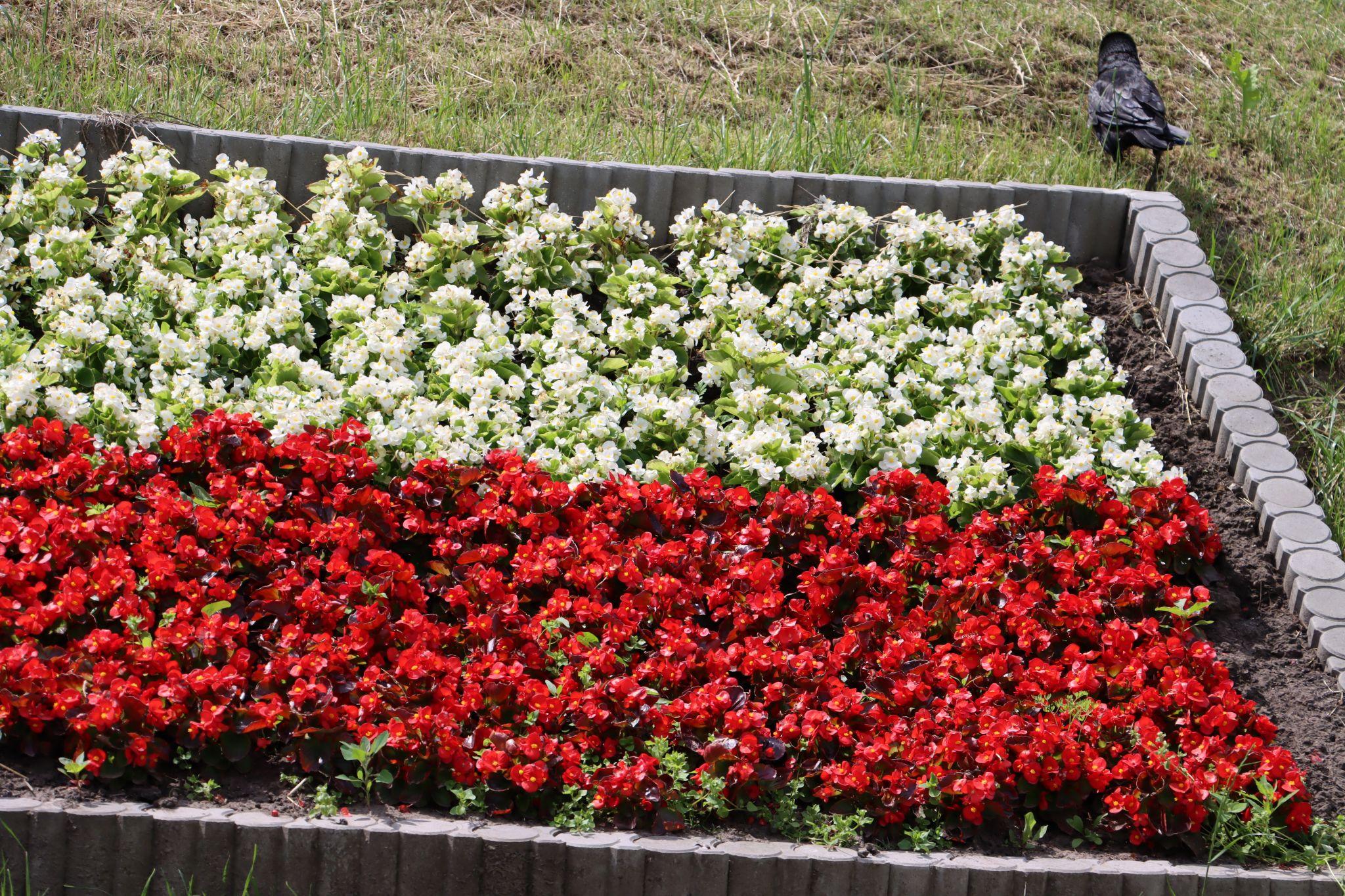 Новини Тернополя - фото з «Європейські» стяги квітнуть на Коновальця: фото дня