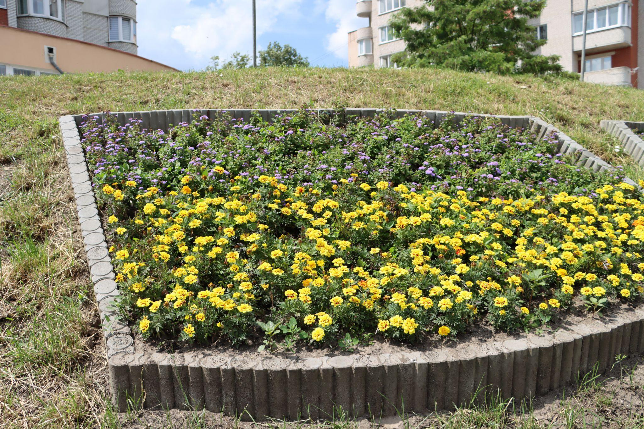 Новини Тернополя - фото з «Європейські» стяги квітнуть на Коновальця: фото дня