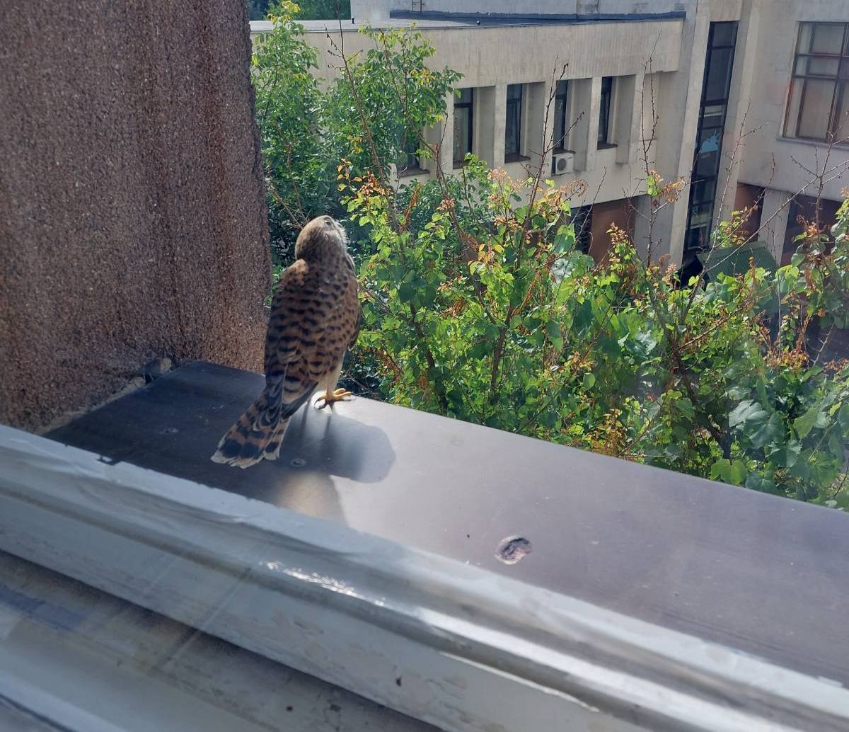 Новини Вінниці - фото з «Це гарний знак…» Понад три години сокіл заглядав  у вікно департаменту охорони здоров’я