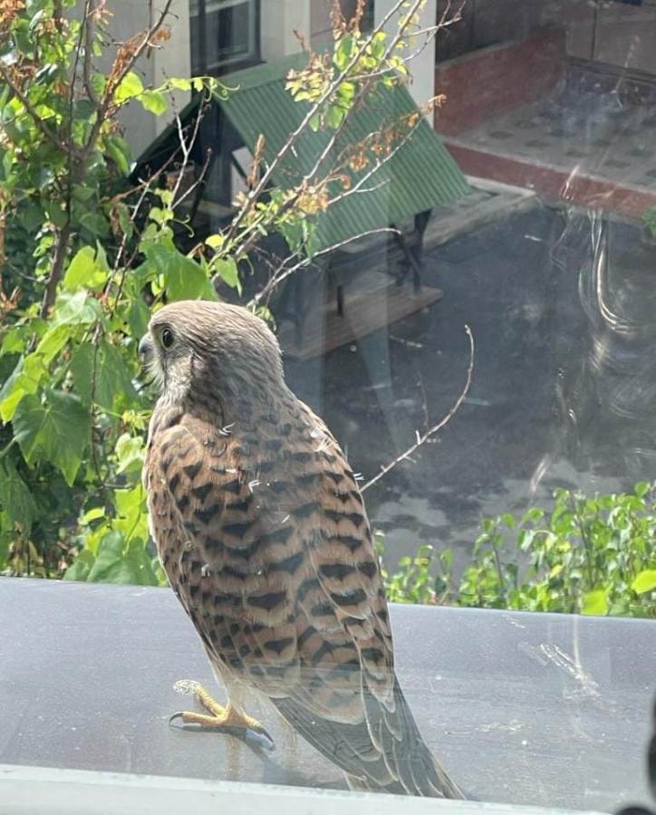 Новини Вінниці - фото з «Це гарний знак…» Понад три години сокіл заглядав  у вікно департаменту охорони здоров’я