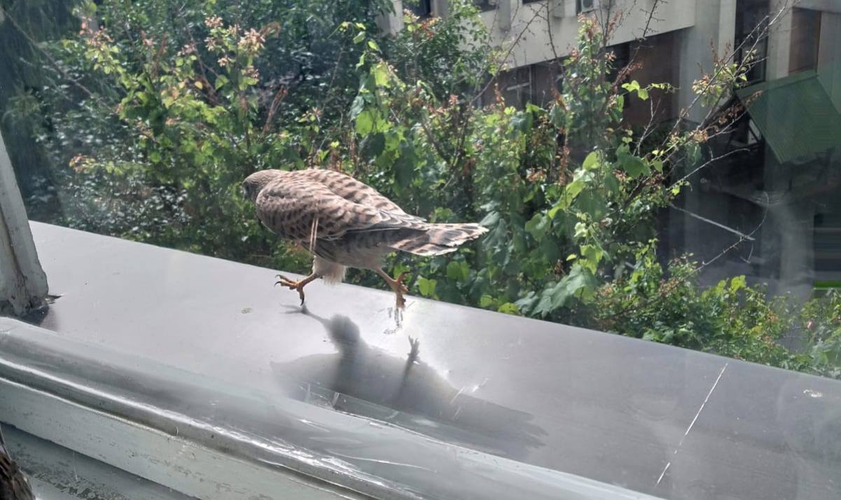 Новини Вінниці - фото з «Це гарний знак…» Понад три години сокіл заглядав  у вікно департаменту охорони здоров’я