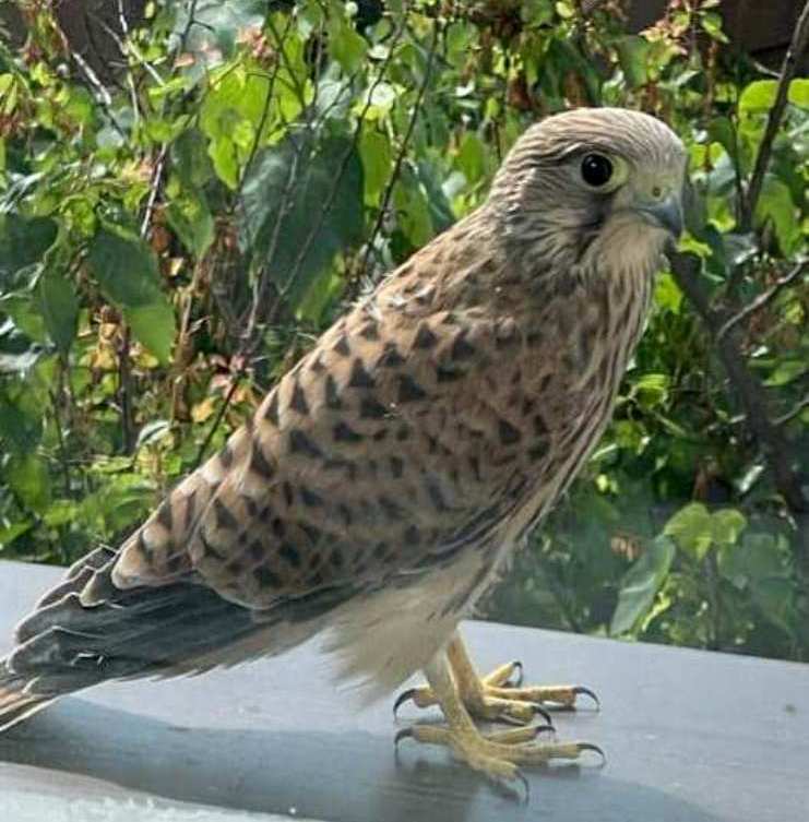 Новини Вінниці - фото з «Це гарний знак…» Понад три години сокіл заглядав  у вікно департаменту охорони здоров’я