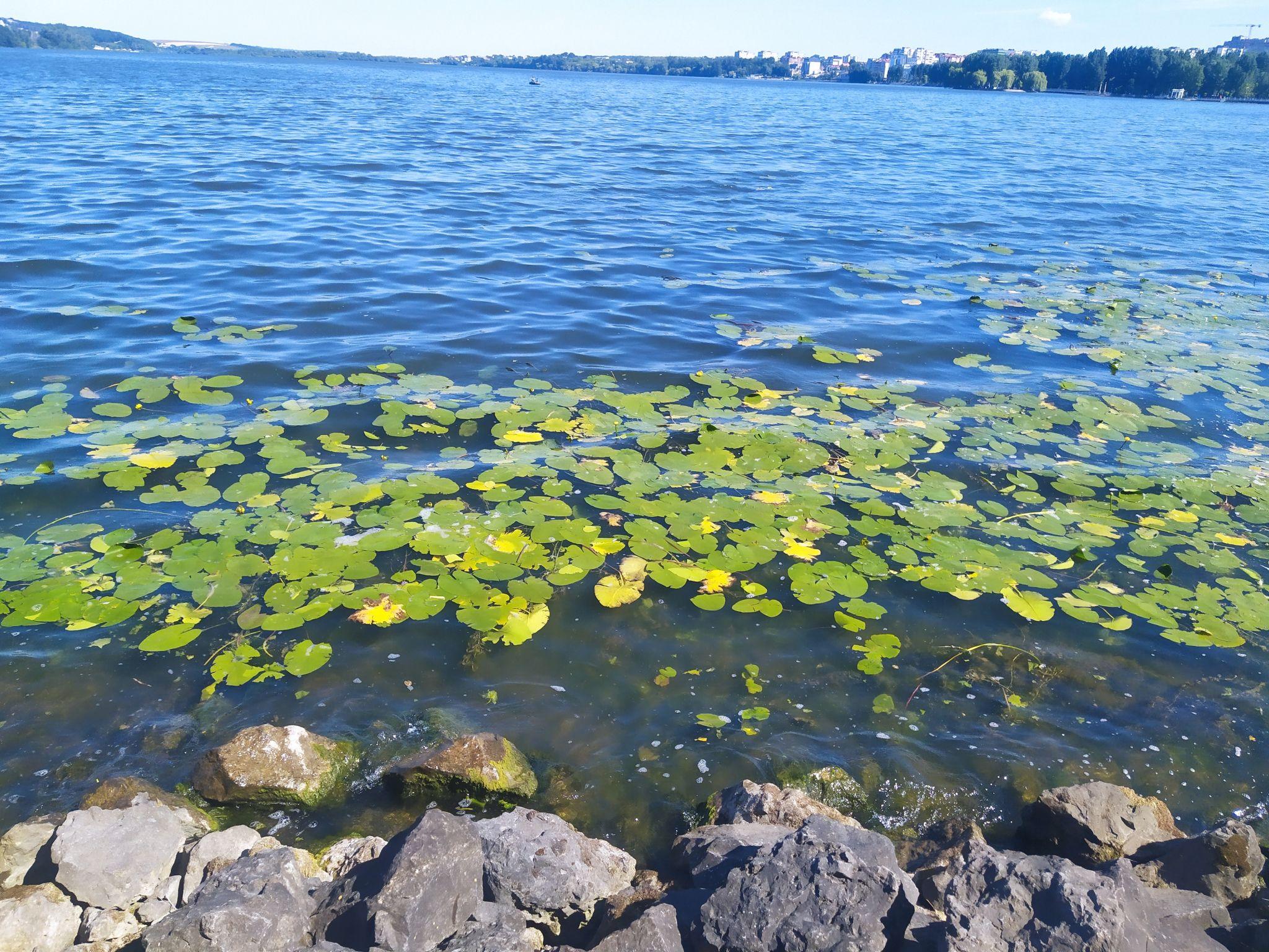 Новини Тернополя - фото з Жовте латаття вкрило Тернопільський став. Як будуть реанімувати водойму цього літа?