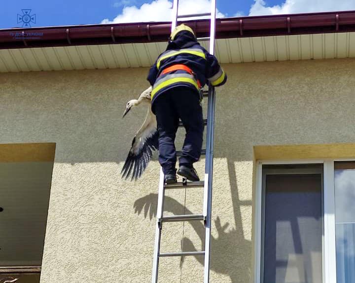Новини Тернополя - фото з У Бучачі врятували лелеку