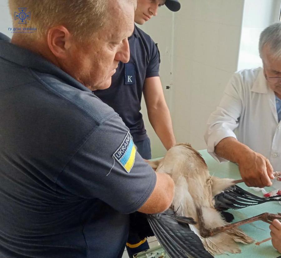 Новини Тернополя - фото з У Бучачі врятували лелеку