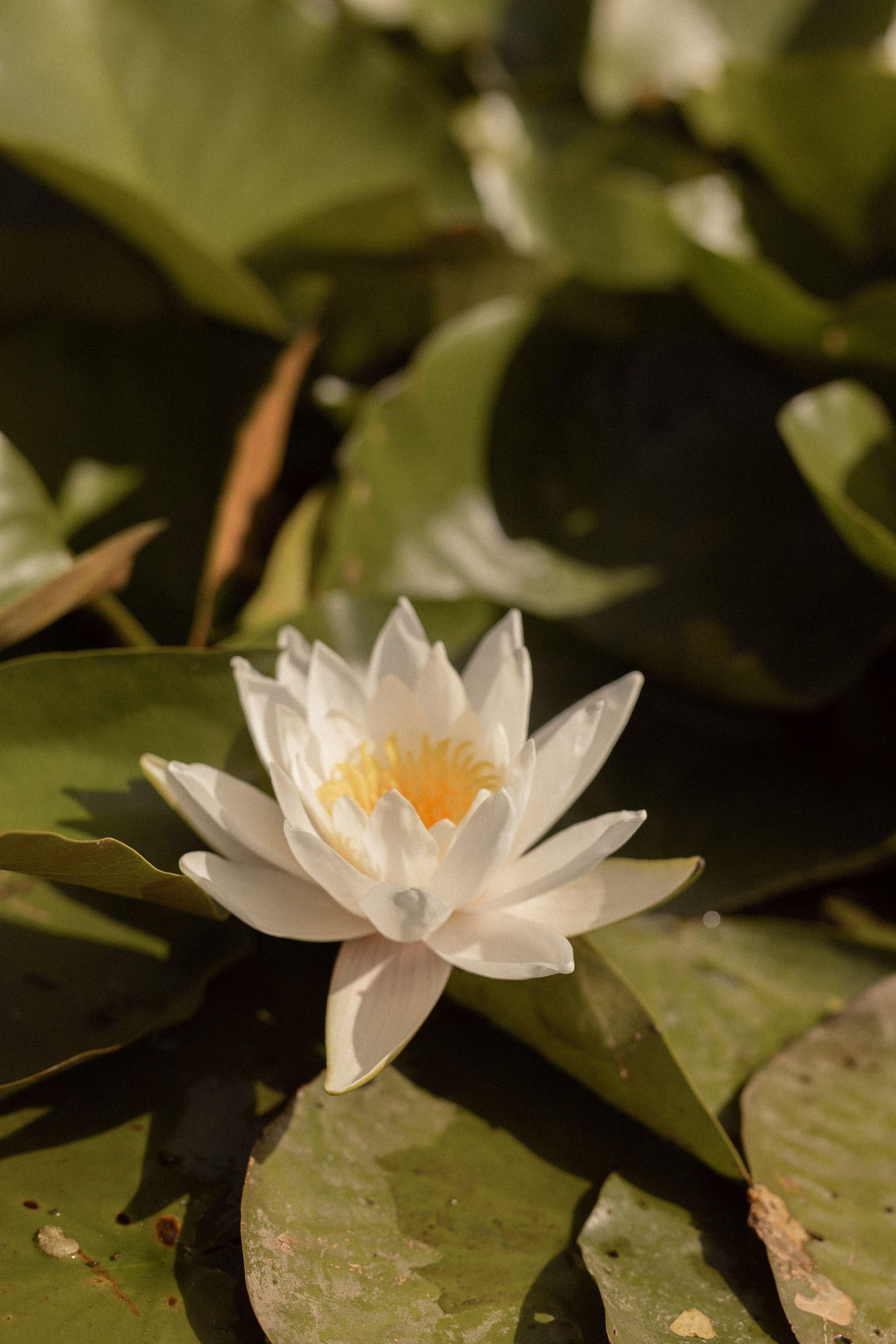 Новини Вінниці - фото з Водяні лілії біля «Вінницької реберні» — окраса Південного Бугу чи інвазійний вид? Ми дізналися, чи можуть нашкодити німфеї водоймі (новини компаній)