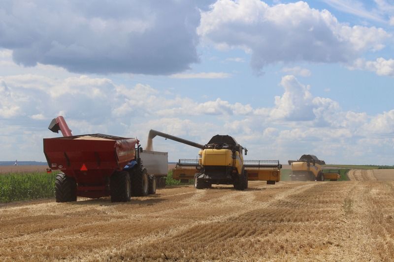 Новини Вінниці - фото з Урожай буде не нижче торішнього. Вінниччина збирає озиму пшеницю