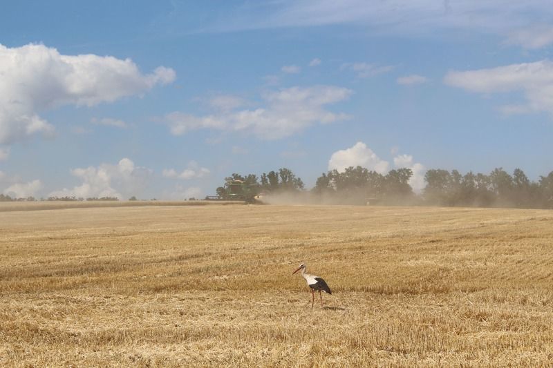 Новини Вінниці - фото з Урожай буде не нижче торішнього. Вінниччина збирає озиму пшеницю