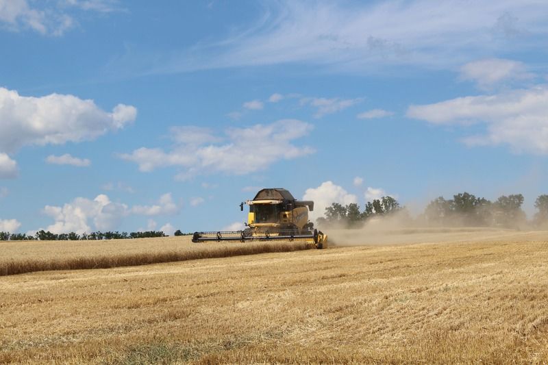 Новини Вінниці - фото з Урожай буде не нижче торішнього. Вінниччина збирає озиму пшеницю