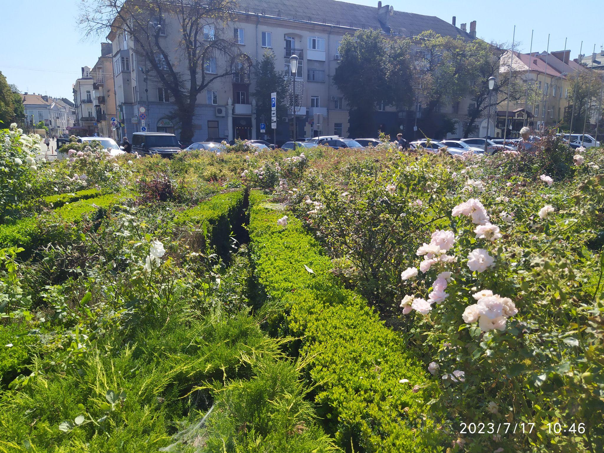 Новини Тернополя - фото з Після публікації «20 хвилин» навпроти Катедри  впорядковують клумбу